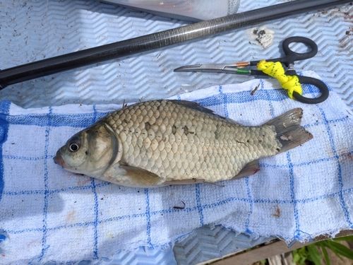 ギンブナの釣果