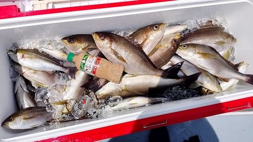 イサキの釣果