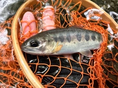 アマゴの釣果
