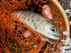 アマゴの釣果