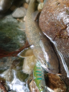 イワナの釣果