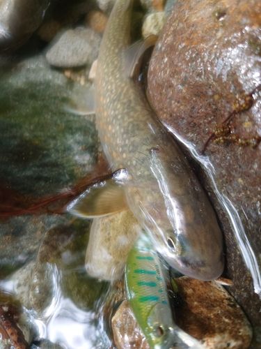 イワナの釣果