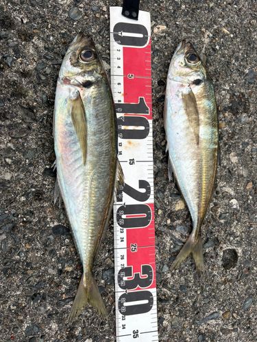 アジの釣果