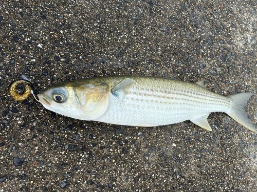 ボラの釣果