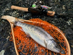 アマゴの釣果
