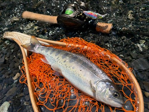 アマゴの釣果