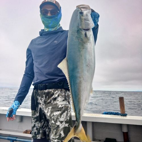 ワラサの釣果
