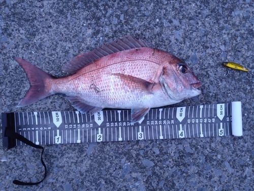 マダイの釣果