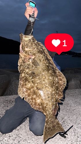 ヒラメの釣果
