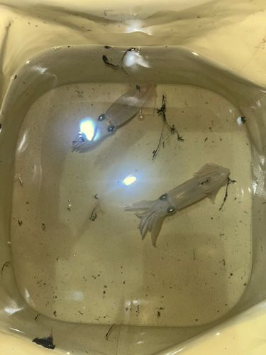 ヒイカの釣果