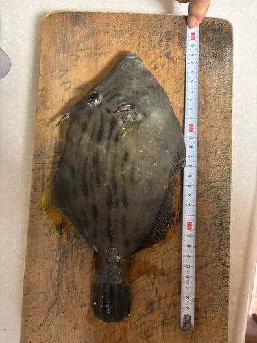 カワハギの釣果