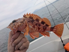 アラカブの釣果