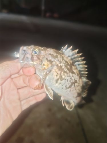 クロソイの釣果