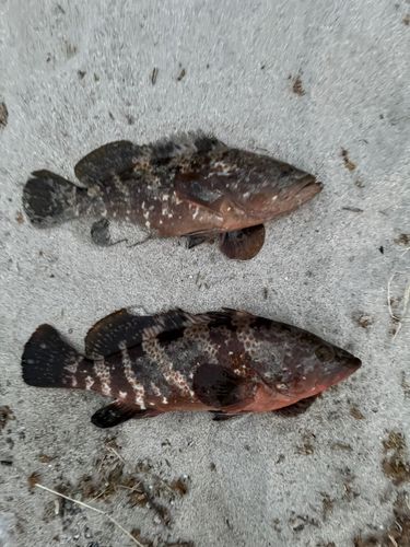 キジハタの釣果