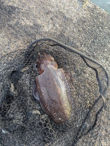 モンゴウイカの釣果