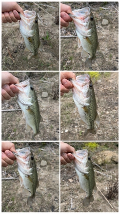 ブラックバスの釣果