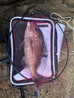 タイの釣果