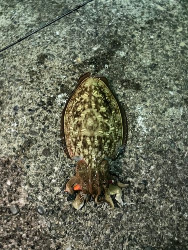 コウイカの釣果