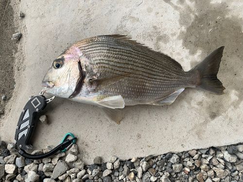 ヘダイの釣果