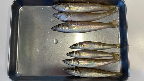 キスの釣果