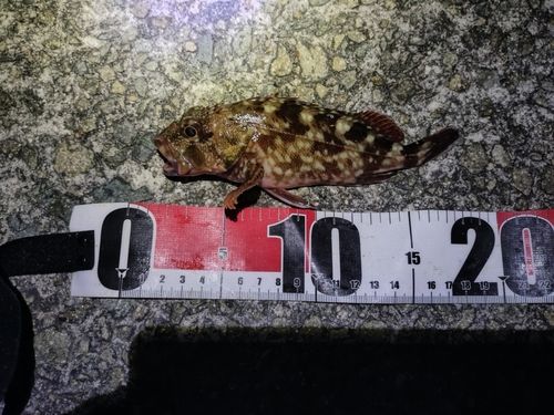 ガシラの釣果