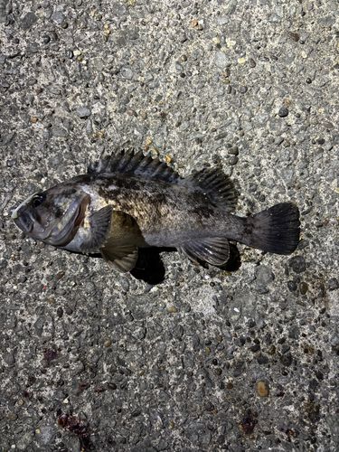 クロソイの釣果