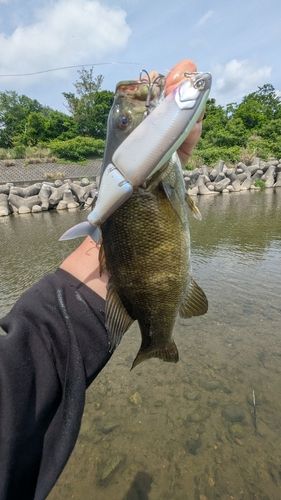スモールマウスバスの釣果