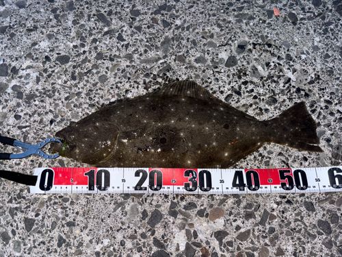 ヒラメの釣果