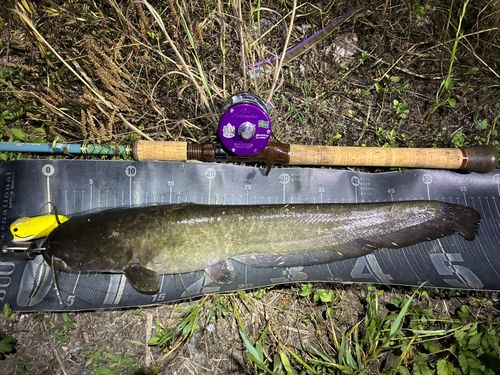 ナマズの釣果