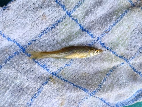 モツゴの釣果