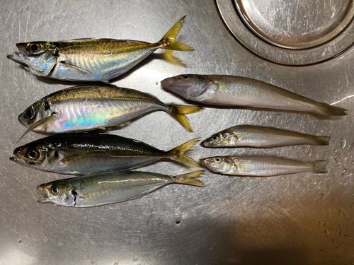 アジの釣果