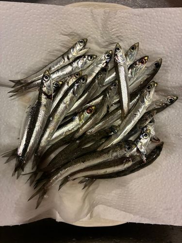 イワシの釣果