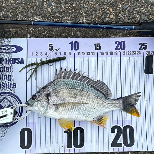 キビレの釣果