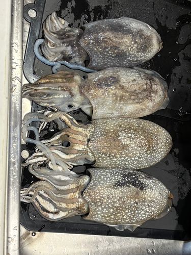 シリヤケイカの釣果