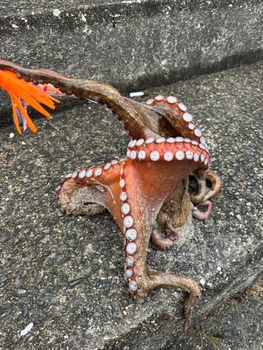 タコの釣果