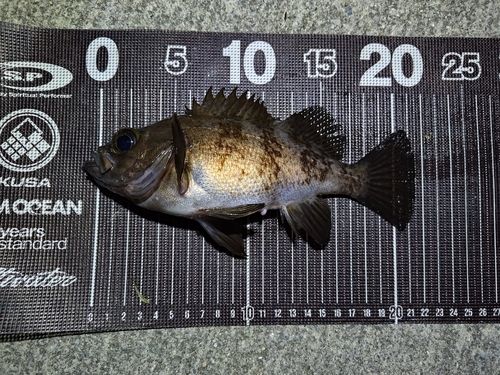 メバルの釣果