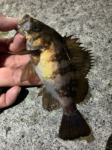 メバルの釣果