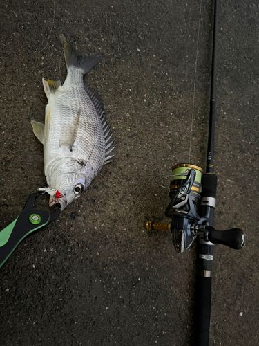 キビレの釣果