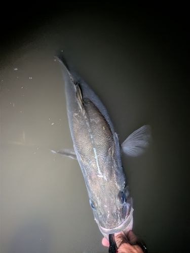 スズキの釣果