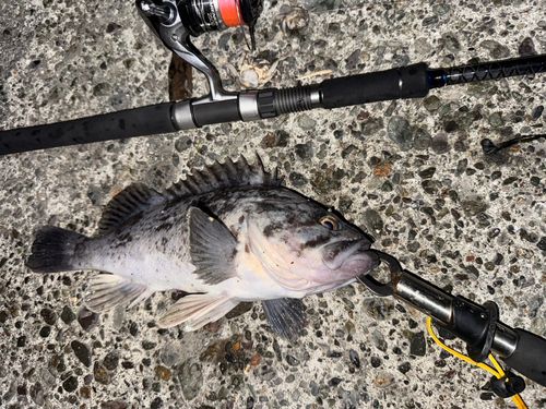 クロソイの釣果