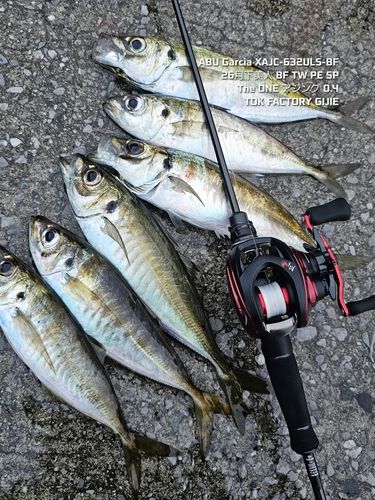 アジの釣果