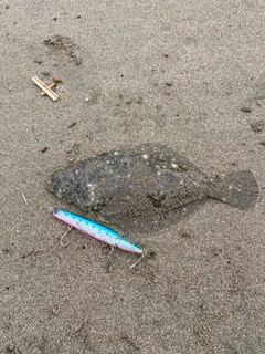 ソゲの釣果