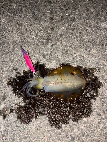 アオリイカの釣果