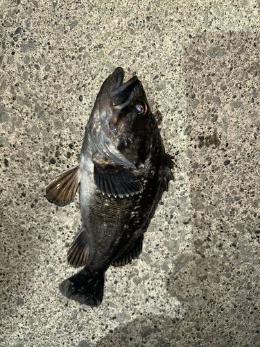 クロソイの釣果