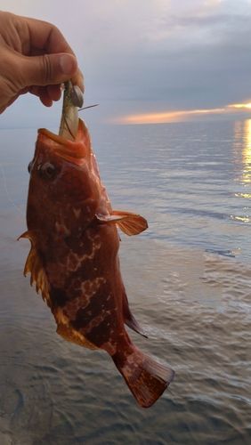 キジハタの釣果
