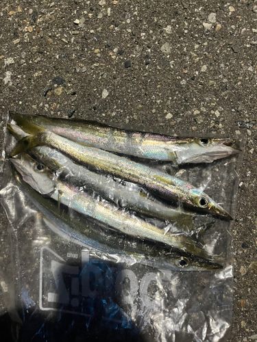 カマスの釣果