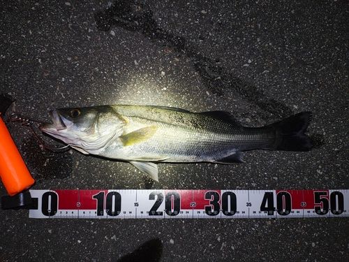 フッコ（マルスズキ）の釣果