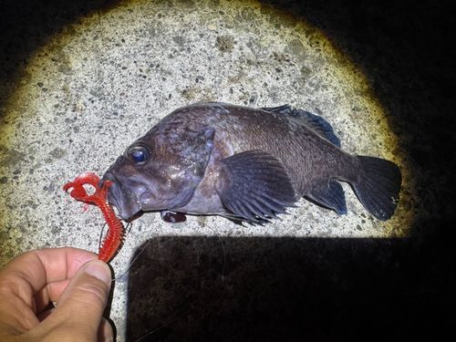 クロソイの釣果