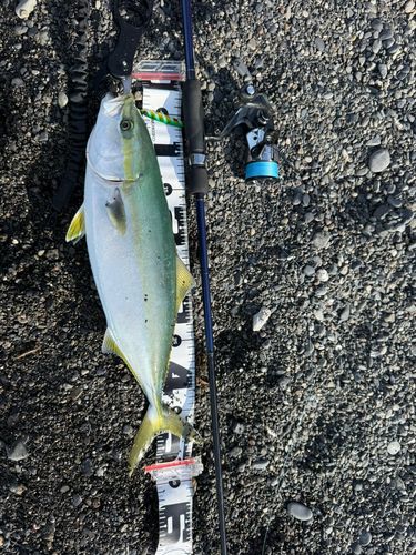 ハマチの釣果