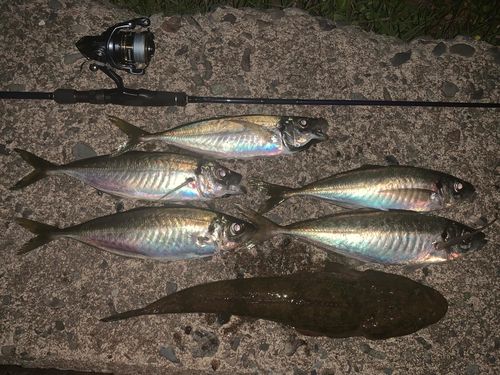 マアジの釣果